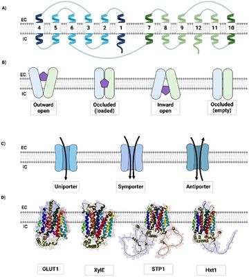 Structural and biochemical insights of xylose MFS and SWEET transporters in microbial cell factories: challenges to lignocellulosic hydrolysates fermentation